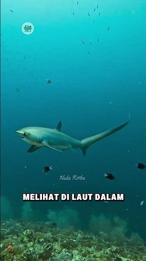 Thresher Shark: A Living Fossil of the Deep Ocean