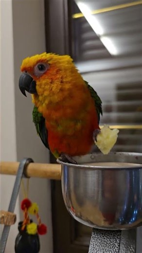 #parrot #eat #Mania #breakfast #animal #birds #bird #shorts #shortvideo #funny #cute