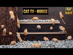 Cat TV for Cats to Watch: Ultimate Real Mice Rock Maze & Tree Hide & Seek| Cat Games 8 Hours 4K 60fp
