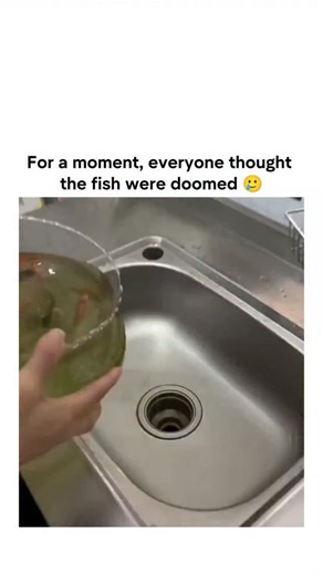 Explore World on Instagram: "This Japanese X post shares a viral Vietnamese video of a humorous aquarium cleaning mishap, where fish appear to swirl down a drain but are safely caught in a tray below, ending with a punchline reveal of "washing" them in a washing machine for comedic relief. The video's 1.2 million views and 184 replies highlight its appeal as lighthearted entertainment, but many responses raise valid concerns about using untreated tap water, which contains chlorine that damages f