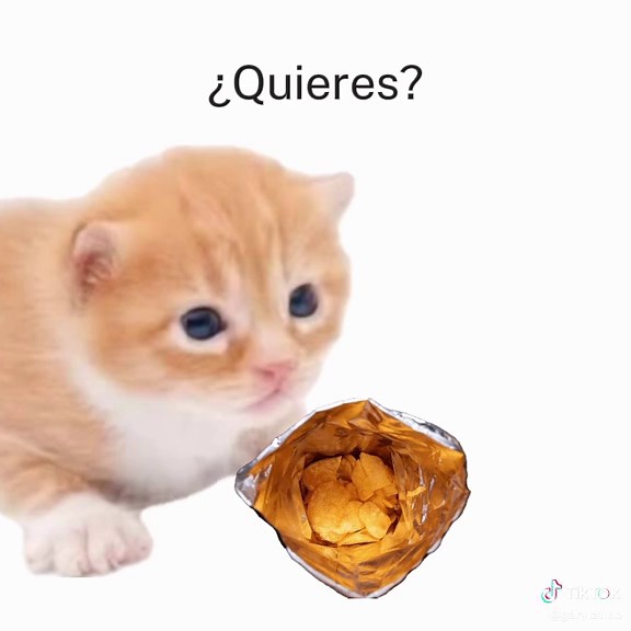 Disfruta de los gatos tiernos en TikTok