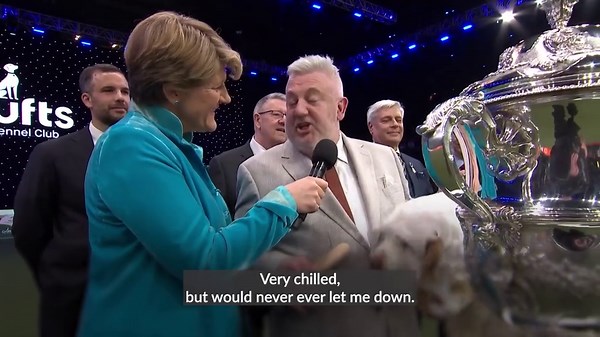 Clumber spaniel named Bruin crowned best in show at Crufts