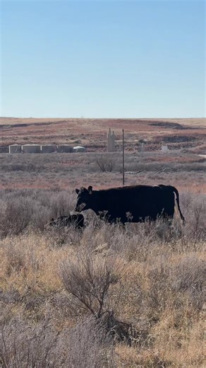 Understanding the Impact of Birthdate on Weaning Weight