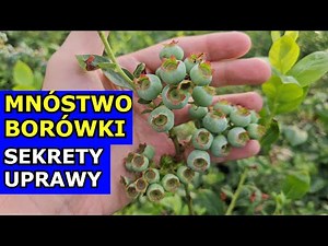 Borówki rosną JAK SZALONE. Sekrety udanej Uprawy Borówki amerykańskiej. Podlewanie, Gleba, Sadzonki.