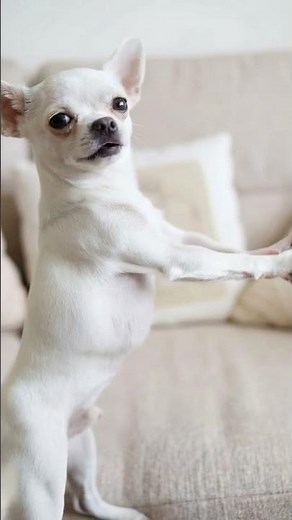 Chihuahua Dancing Like Nobody's Watching #dogs #funnyvideos #cute