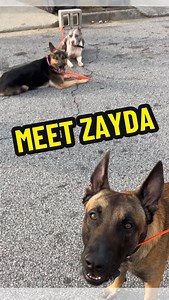How I met Zayda vs Zayda now…clear results | WolfPack Wick