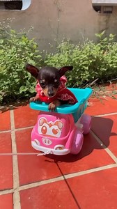 1.7M views · 10K reactions | Poor little dog 梁 #puppytk #puppy #cutecatandpuppyworld #animal #cute #cutepuppylovers #cutepetshow #pet #cutepet #dog #rescue #animals #beautifulnature | Klaasstraat - Prônkstraot in Venlo | Facebook