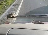 Mouse clings to windscreen wipers as car speeds along motorway
