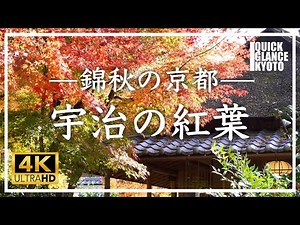 京都紅葉 🍁宇治 〜 宇治川沿い、平等院、興聖寺など各所で美しい紅葉を見ることができます。京都の秋、錦繍の宇治をご覧ください。