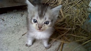 Oupi Goupi | Know Your Meme