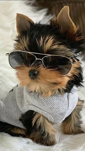 POV: you just met the tiniest CEO on the planet 😎🐾 #Yorkie #PuppyStyle #DogWithSunglasses #CoolPup #TinyBoss #DogLovers #InstaDog #PupVerse #fyp | The Yorkies Club