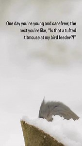 It all happens so fast… #titmouse #repost | Naturalist's Guide