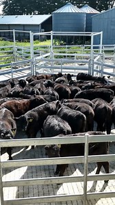 🐄 Seamless Cattle Handling Starts With Clipex Cattle Yard 🐄 Purpose-built cattle yards that streamline your operations with ease. Designed for optimal flow and efficiency, our cattle yards enhance safety and improve the handling process for both you & your cattle. Our team of experts works closely with you to craft tailored, turnkey solutions that meet your unique needs, ensuring your system is built to last and built for success.🛠️🐄 Why choose Clipex? ✅ Turnkey Solution ✅ Quality Yards That