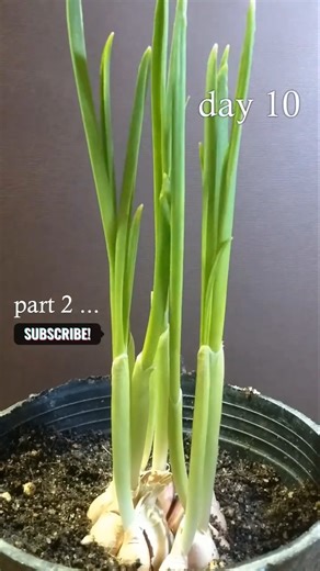 Garlic Seed Growth Timelapse | From Planting Garlic Clove to Sprouting in 10–11 Days