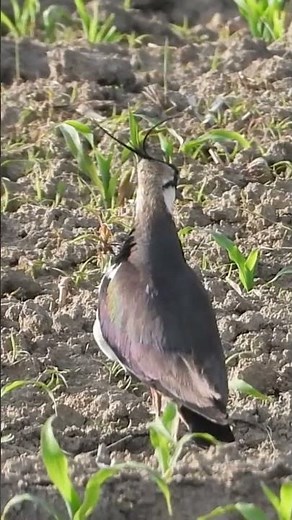 Czajka #birds #nature #czajka #wildlife