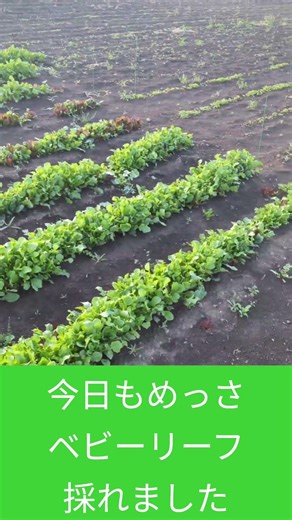 【農業メタバース】農業をやりながら誰もが楽しく遊べる農業ゲームを作る #家庭菜園 #メタバース #現代農業 #農家 #農業 #vtuber