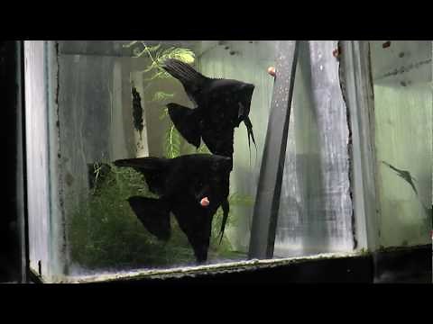 Black Angelfish Breeding Pair 2273