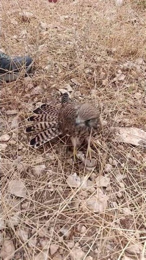 A Kestrel friendly with humans