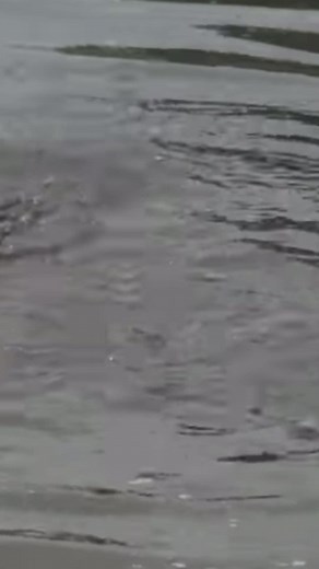 Live action 🌍 #turtleman #yeeyeeyeeyee #wegotsomeaction #callofthewildman #outdoorsuvival #banjoneil #fypシ