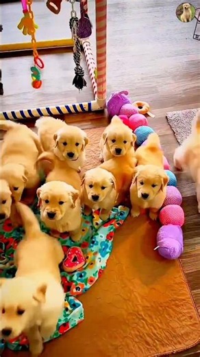 Adorable golden retriever puppies 😍❤️