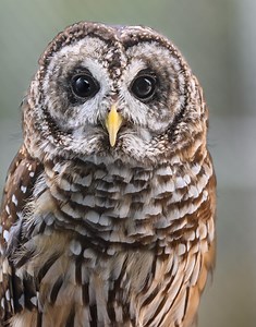 Barred Owl Metal Wall Art: Glossy Aluminum Owl Decor - Etsy