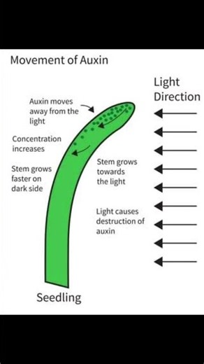 Auxin - a plant hormone and it's function. #trending #trendingshorts #viralvideo #viral #biology