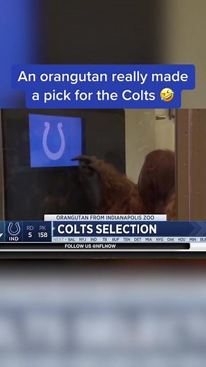 The Colts really let an orangutan from the Indianapolis Zoo make their pick #nfldraft #indianapoliscolts #nfl #football