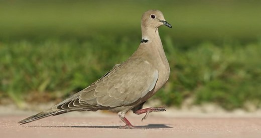 Eurasian Collared-Dove Identification, All About Birds, Cornell Lab of Ornithology