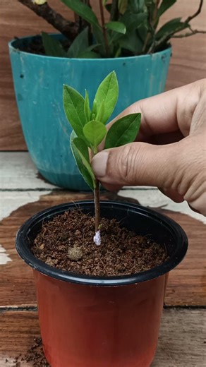 Azalea plant propagation 🌱 #azalea #garden #plants