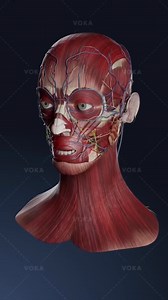 10K views · 51 reactions | "How a Silent Tooth Infection Turns Dangerous | Chronic Apical Abscess Explained!" #DentalFacts #ToothInfection #HealthAwareness #MedicalFacts #ChronicAbscess #ToothDecay #DidYouKnow #ScienceReel #ReelFacts #TeethCare #ViralReels #ShortsKnowledge #EduReels #HindiReels | Journey To The Universe | Facebook