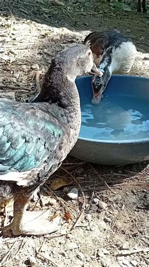 OMG! Duck So Angry When I Grabbed It 😱🦆 #shorts