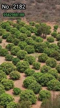 3 Acres All Fruits Garden for Sale in #Nandyal | Bangalore Highway Facing | Free Farm House|