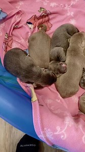 Snuggle pups ♡ I turned off the heat lamp because it was too hot and they were all sleeping at the far edges of their pool. Now they huddle together again and seem more comfortable. (They also don't need supplemental heat at this age - 1 week) #worldoflabs #puppyoftheday #pupoftheday #labradorpuppy #puppystuff #puppy #dogoftheday #puppylife #instapuppy #fyp #puppiesofinstagram #talesofalab #labradorretriever #puppythings #foryoupage #dogvideos #puppyvideo #puppylove #talesofalabpuppy #silverlab 