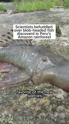 Scientists discovered at least 27 new species during an expedition in Peru's Amazon rainforest, including a peculiar blob-headed fish. | NBC News