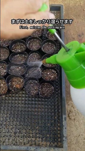 秋どりトウモロコシの種まき｜ゴールドラッシュ90をポットまき【家庭菜園】
