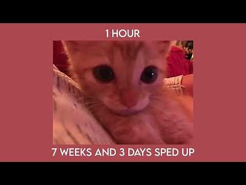 7 weeks & 3 days | sped up | 1 hour