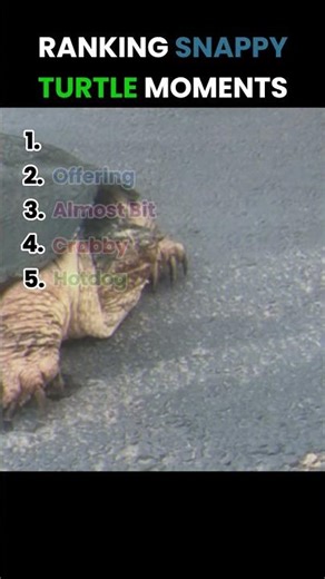Ranking Snappy Turtle Moments │ #snappy #ranking #turtle