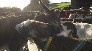 You hear those sleigh bells jinglin', ring ting tinglin' too? 🎅 Our adoption donkeys have left some special messages just for you! 👀➡️ bray.news/fb-christmas-update-1 | The Donkey Sanctuary