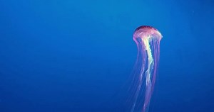 4k Footage Colorful Jellyfish Floating Underwater Stock Footage Video (100% Royalty-free) 3574381101 | Shutterstock