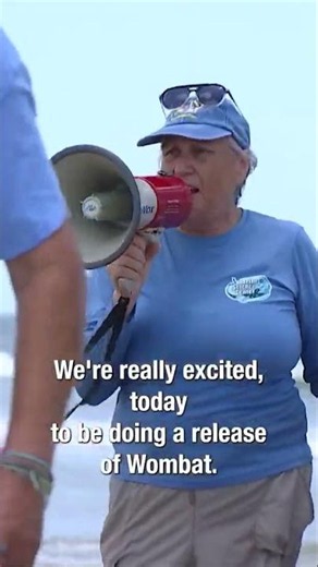 Wombat the loggerhead turtle goes home after 3 months in Florida rehab center