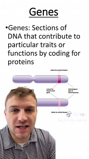 Understanding Genes and Alleles in Genetics