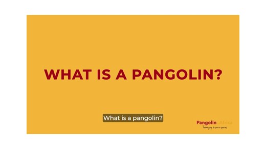 What is a pangolin? Why are they so endangered? Watch the short video to find out. Take our FREE Pangolin Guardians Course and learn everything you need to know about these remarkable creatures, including how to act responsibly if you ever encounter one in the wild. In just 15 minutes, you’ll discover: -What pangolins are - Why they are endangered - The threats they face - What YOU can do to help Our two-part course is suitable for every age group, from curious kids to passionate conservationist