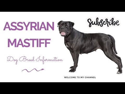 From Ancient Kings to Modern Homes: Meet the Assyrian Mastiff - The Ultimate Protector!