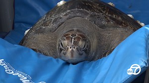 Rescued green sea turtle gets new lease on life