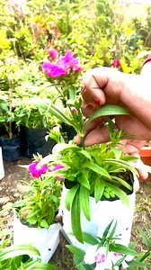 Dianthus Care & Growing Tips! ✨🌸 Want your Dianthus to bloom beautifully all season long? Follow these simple care tips! 🌱🌼 ✔️ Sunlight – Dianthus loves full sun! Ensure at least 6 hours of sunlight daily for vibrant blooms. ☀️ ✔️ Soil – Well-draining, slightly alkaline soil is ideal. Avoid waterlogged soil to prevent root rot. 🌿 ✔️ Watering – Water moderately, keeping the soil slightly moist but not soggy. Let the topsoil dry between waterings. 💧 ✔️ Pruning – Deadhead faded flowers to enco