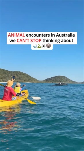 Unbelievable Animal Encounters in Australia 🐨🇦🇺 | Koalas, Whales & Kangaroos in the Wild