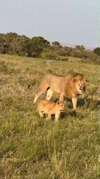 Like Father Like Son - Offbeat Pride | Maasai Mara National Reserve