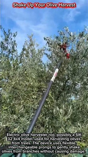 Shake Up Your Olive Harvest