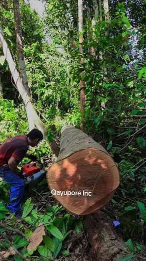 Mengolah kayu log menjadi papan #qayupore | Qayupore Inc