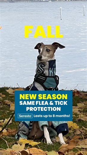 23K views · 135 reactions | Seresto® flea and tick collars are for every season. That’s 8 months of protection for every look they serve. | Seresto | Facebook